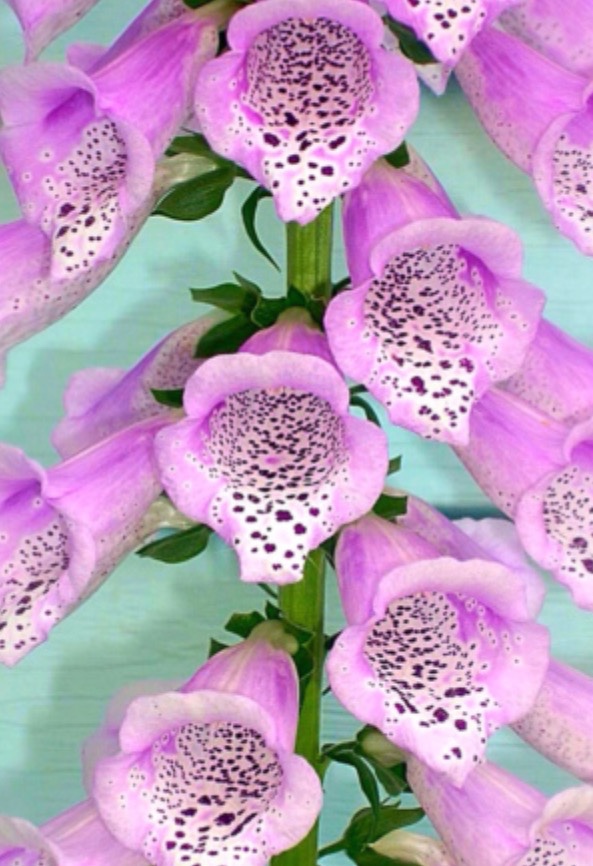 The Once and Future Foxglove: Patience. And a Reader.