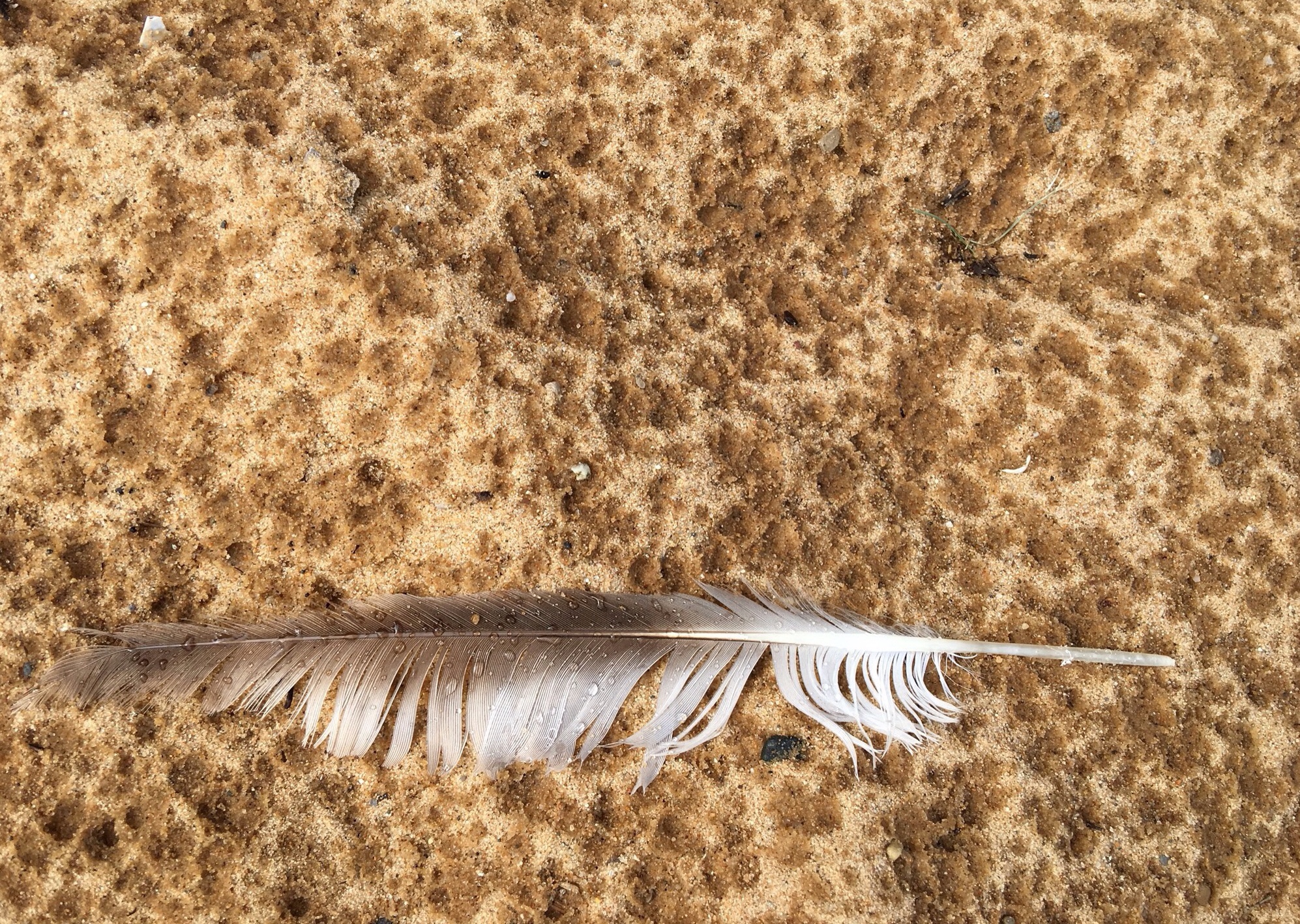 Guide to the Classics: Moby-Dick by Herman Melville