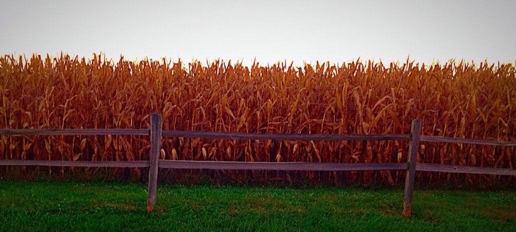 My Weekly Reader Surprise, 10 October 1980