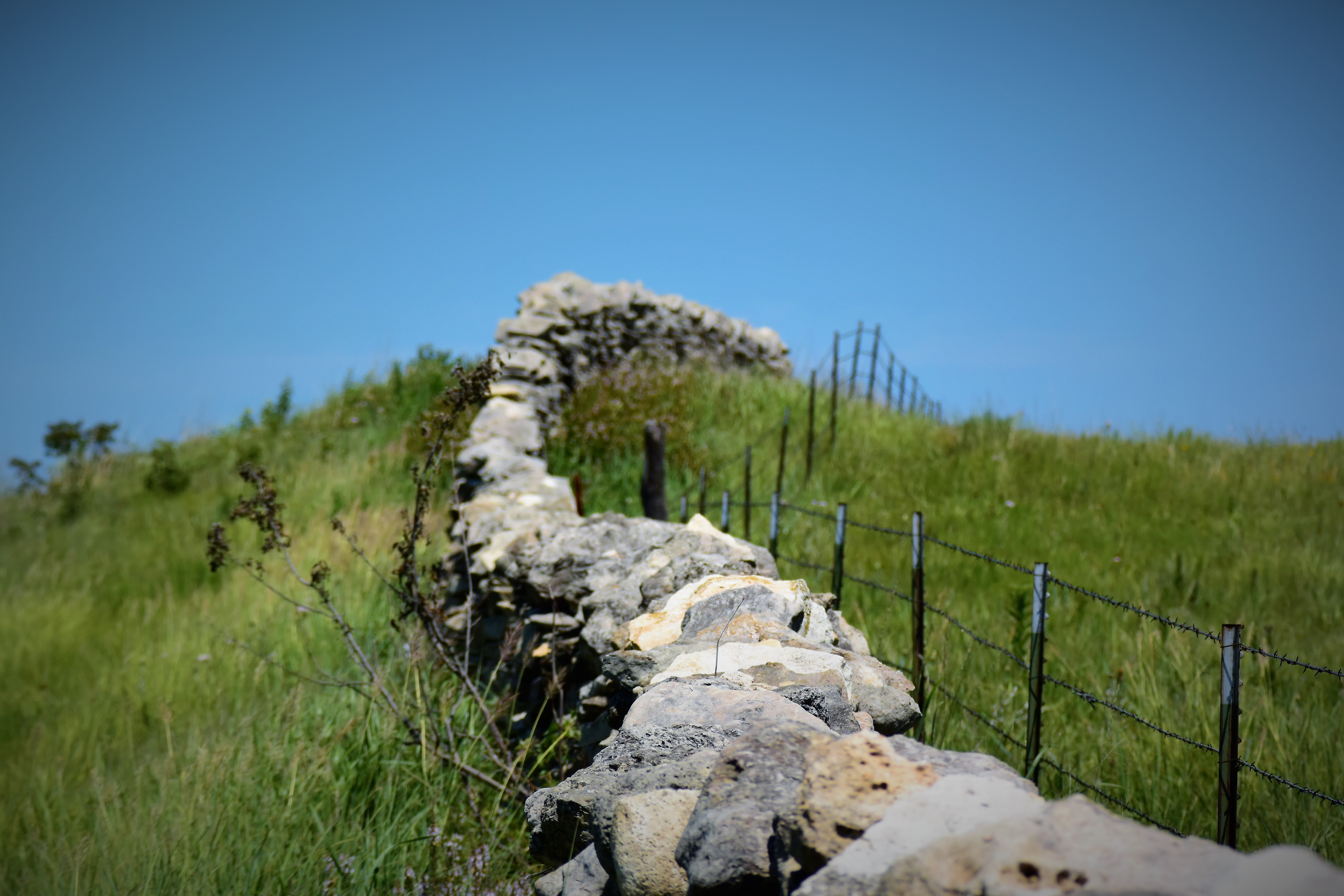 Guide to the Classics: Walt Whitman’s Leaves of Grass and the Complex Life of the ‘Poet of America’