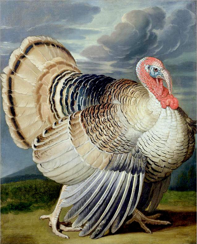 Five Painted Turkeys