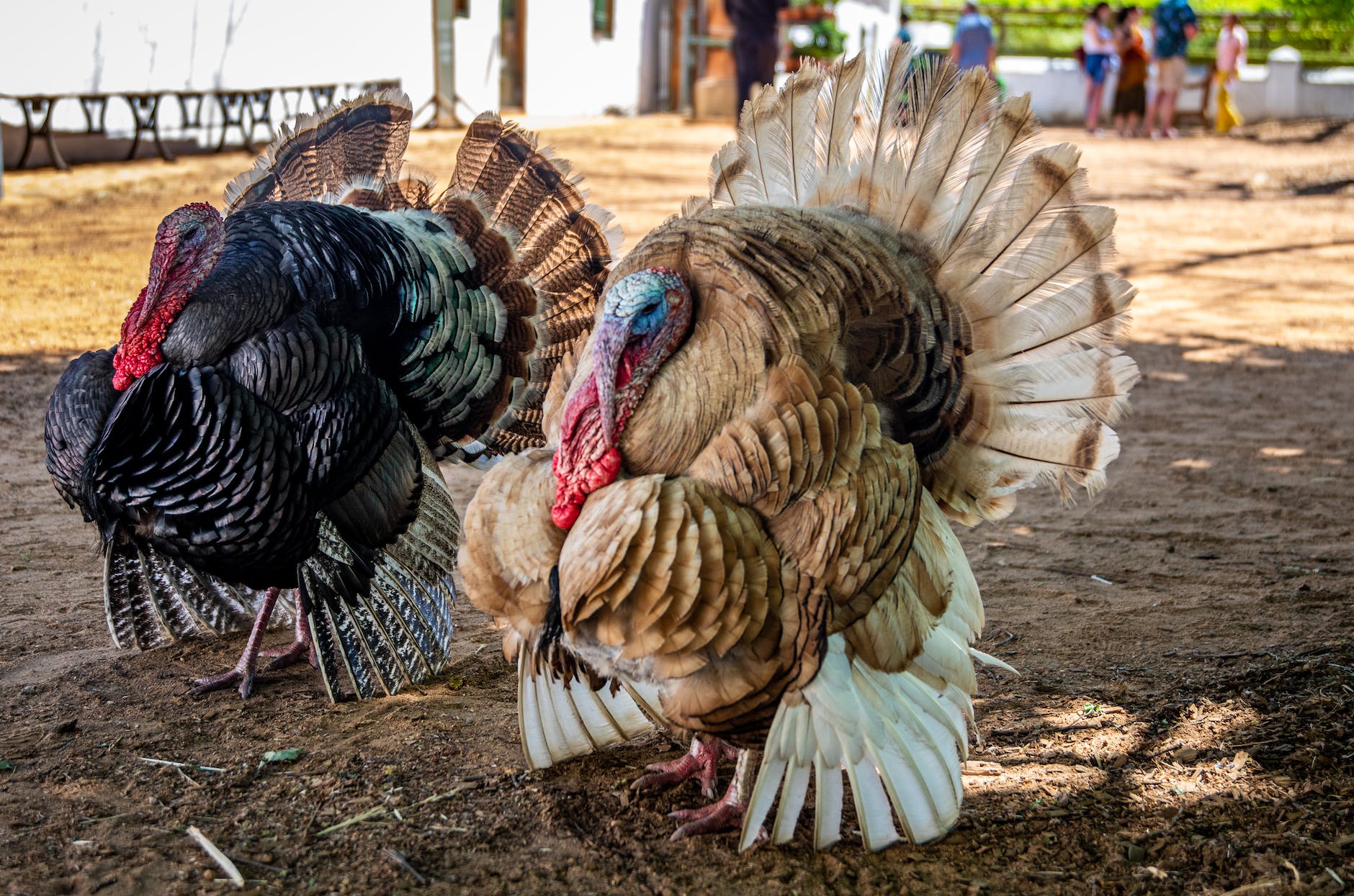 Talking turkey! How the Thanksgiving bird got its name (and then lent it to film flops)
