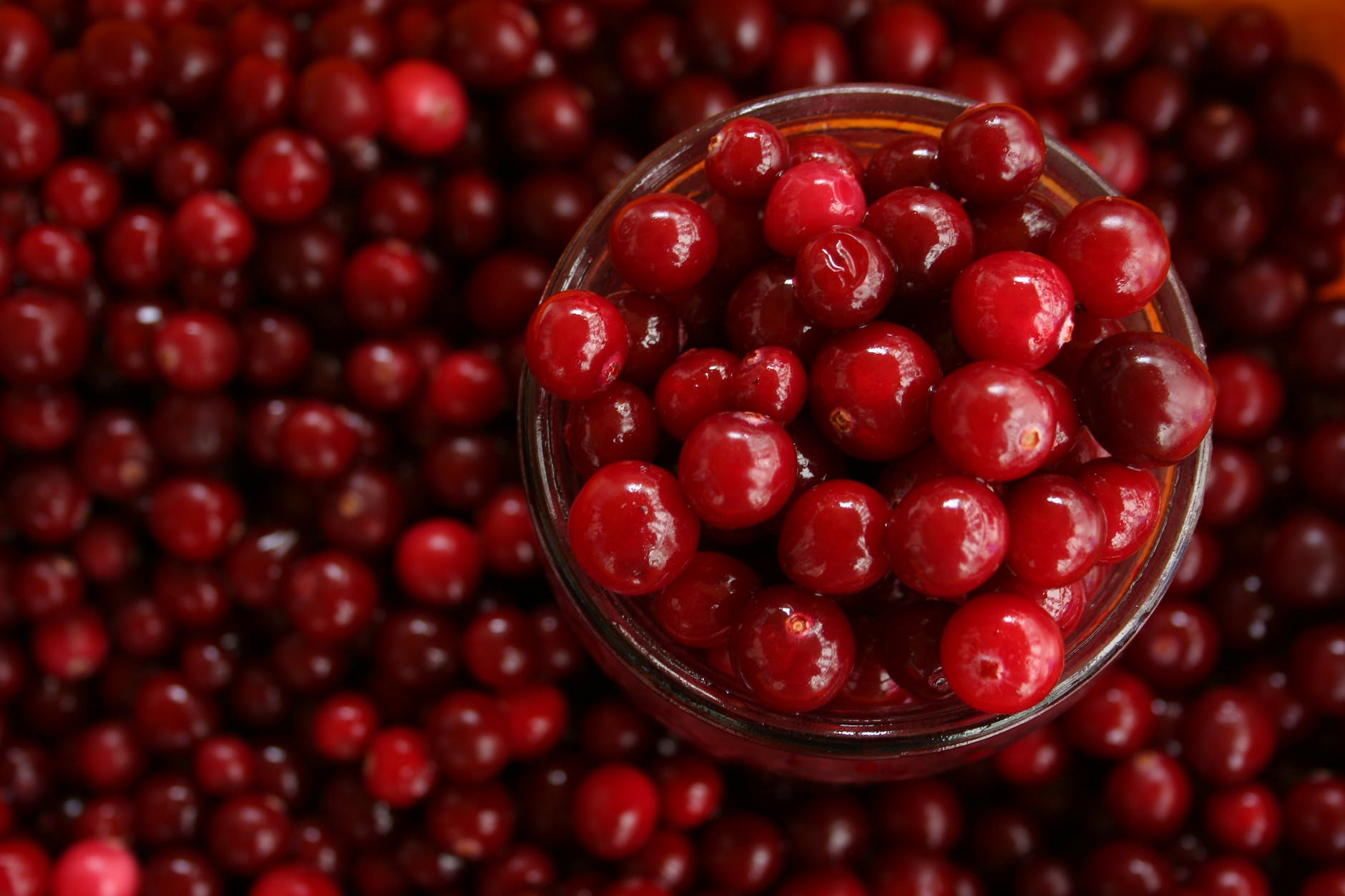 Cranberries can bounce, float and pollinate themselves: The saucy science of a Thanksgiving classic