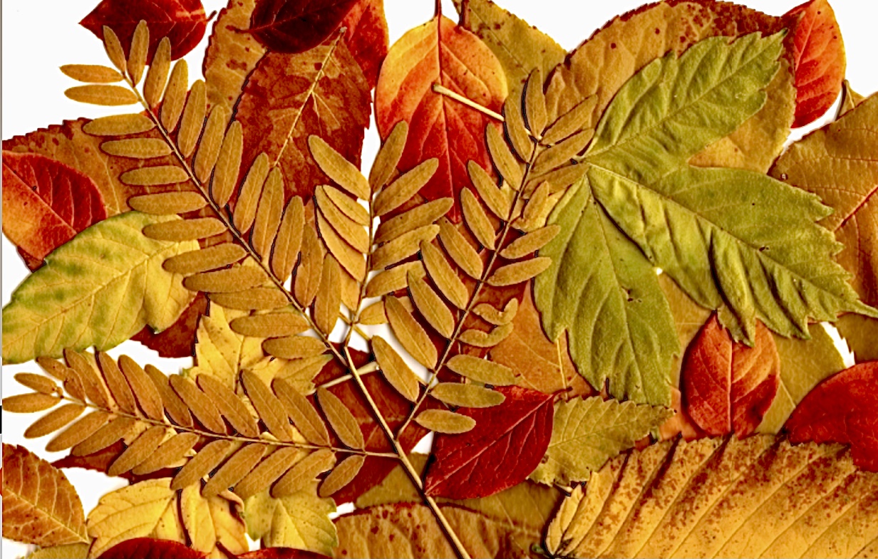 Free Coloring Page Printable: North American Leaf Guide