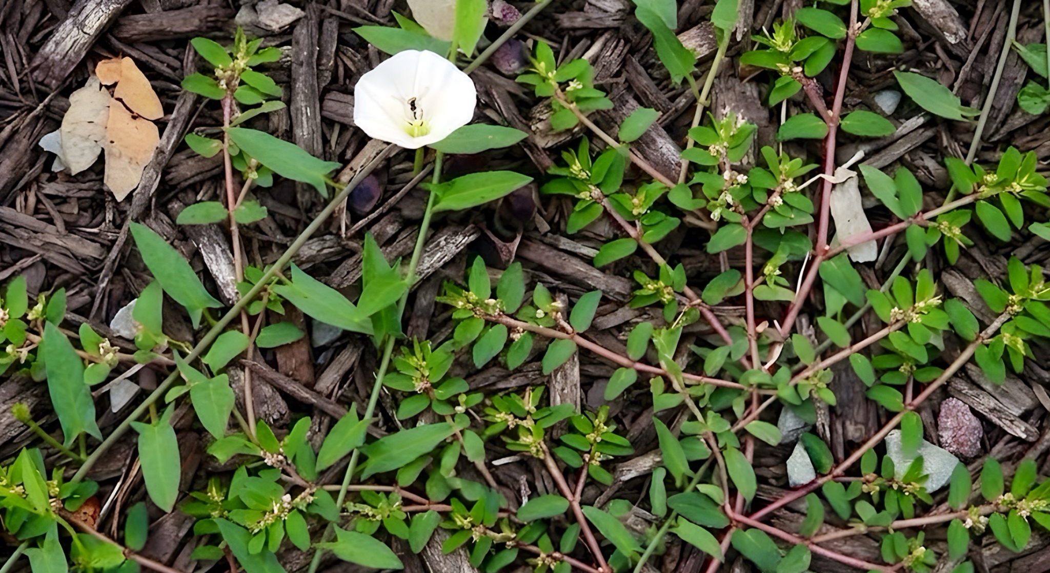 To Control Weeds in Your Garden, Late Summer & Early Fall is the Best Time to Make a Difference